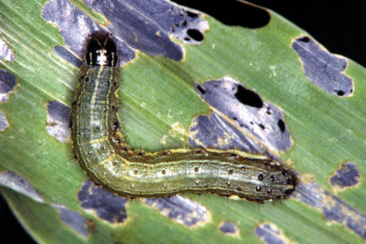 Fall armyworm