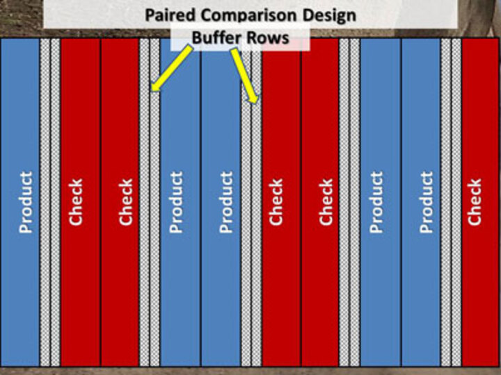 paired comparison treatment design with buffer rows for on-farm research plots