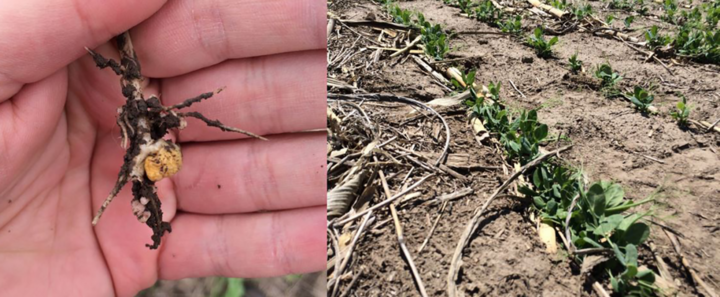 Photo showing field pea nodulation and establishment