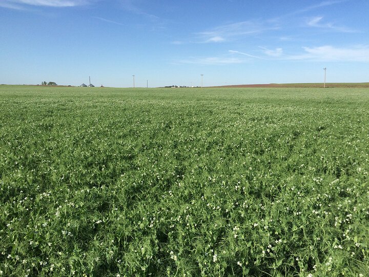 Field of field peas