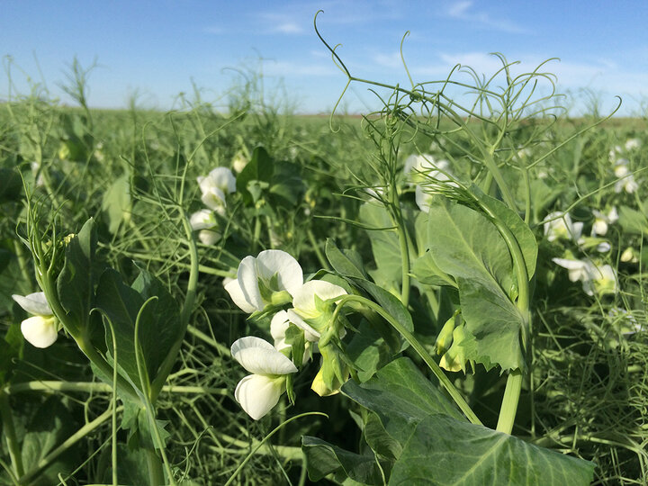 flowering field peas