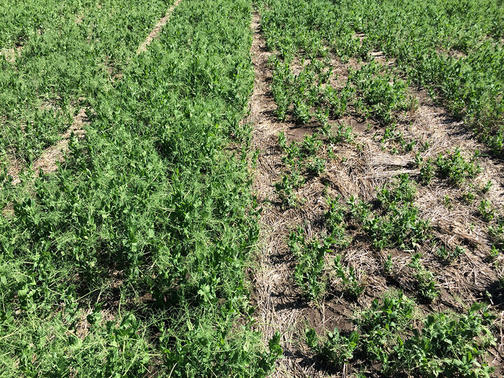 field pea variety test plots at Perkins