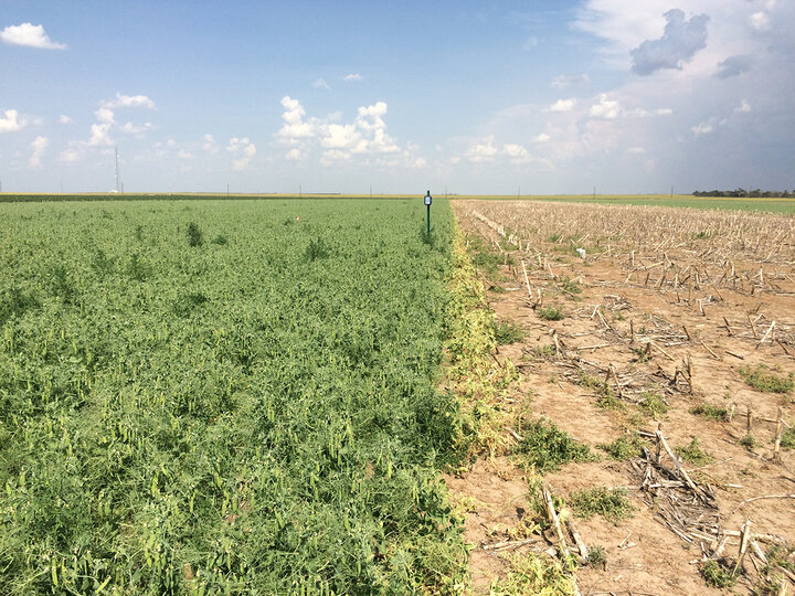 rotation studying comparing field pea vs fallow