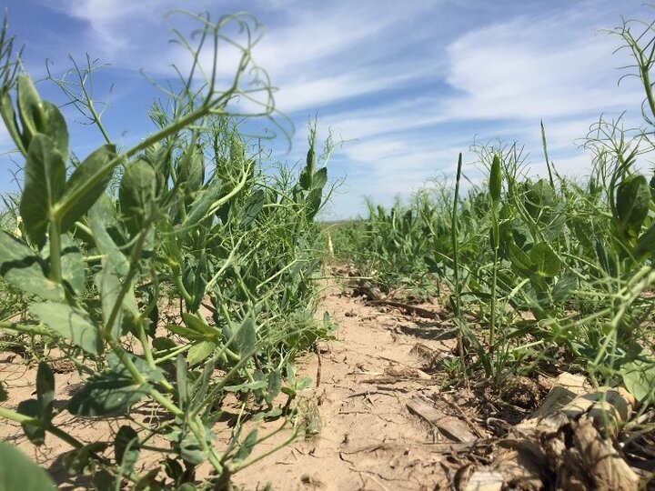 Field peas