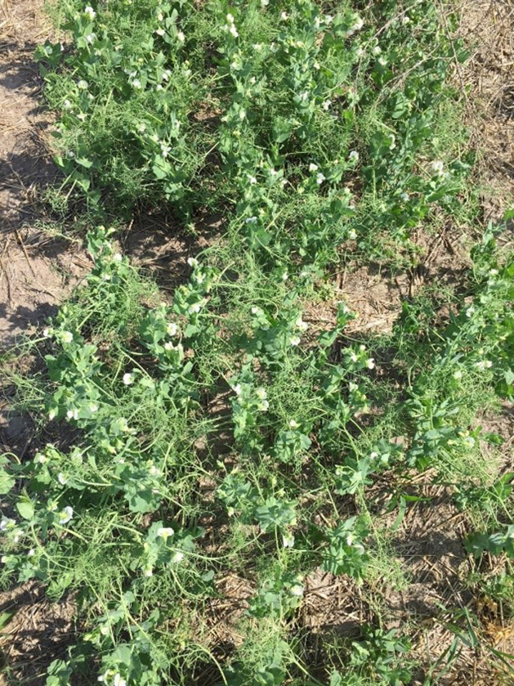 Higher seeding rate of field peas