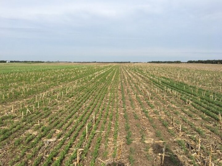 Comparison of field peas (left) versus chickpeas (right)