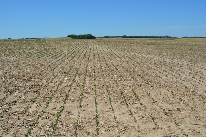 Soybean field in Greeley County.