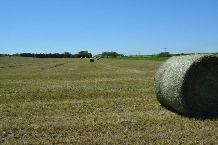 alfalfa field in Custer county