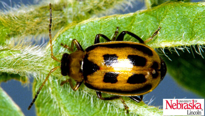 bean leaf beetle on leaf