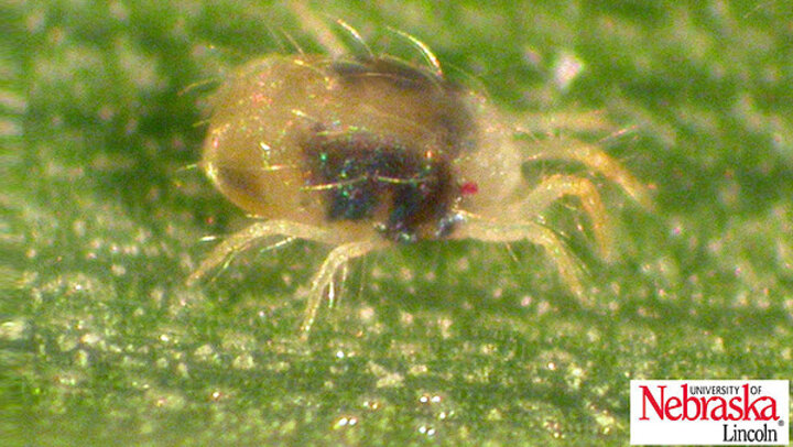 mite on leaf