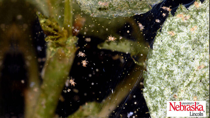 mites