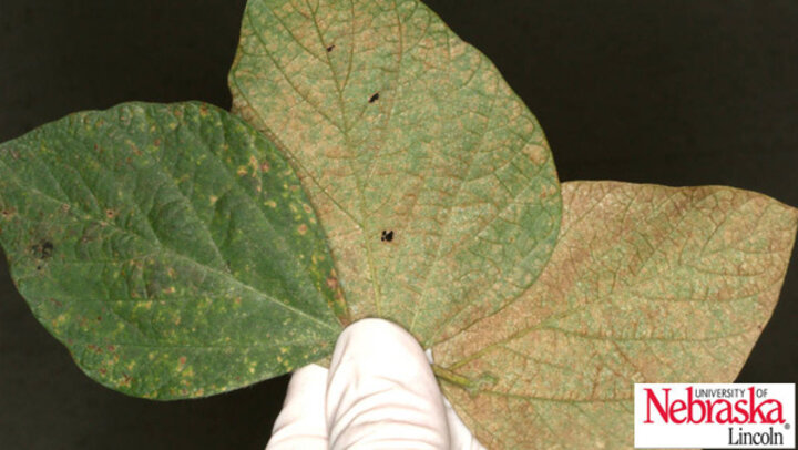 leaves with holes and discoloration