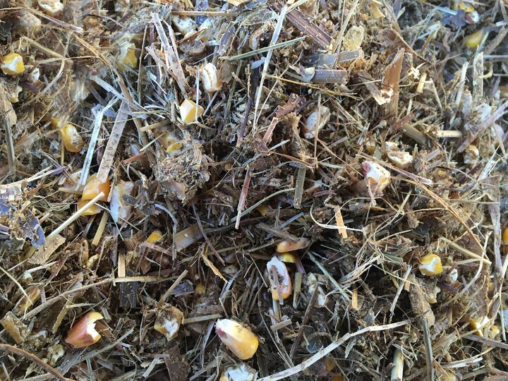 Drought-stressed corn silage