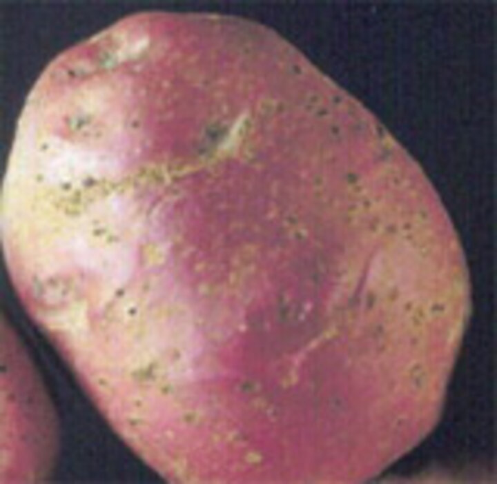flea beetle tuber damage