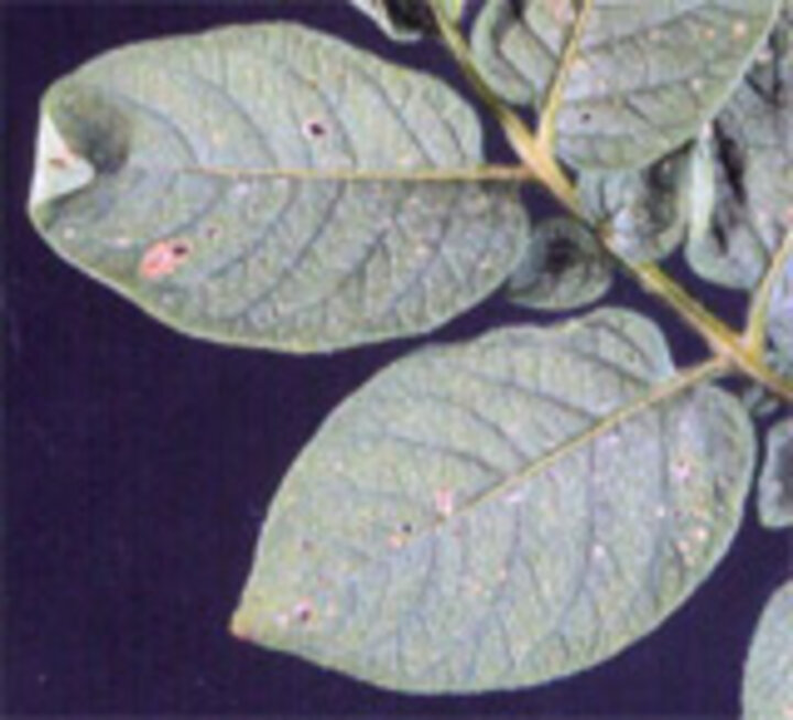 flea beetle leaf damage