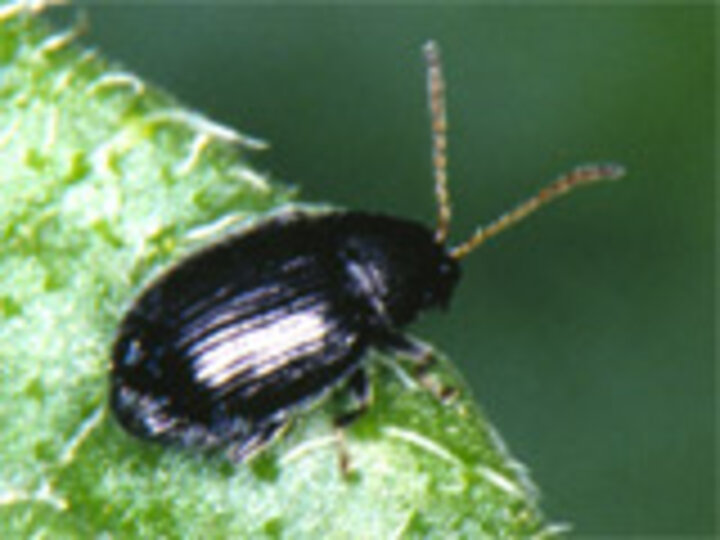 flea beetle