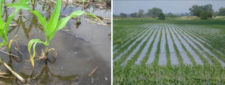 Flooded corn field