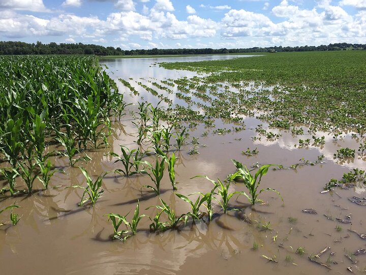 Flooding from Logan Creek in Dodge County early in the week.