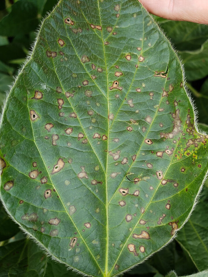 frogeye leaf spot on soybean leaf