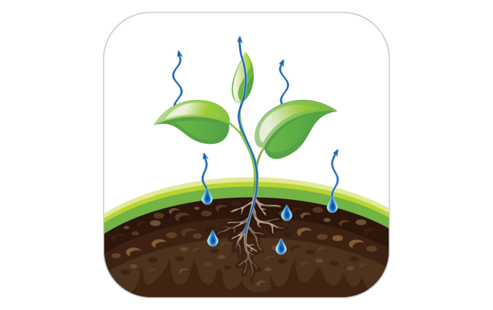 Plant with roots absorbing water and releasing vapor, depicted on soil with blue droplets and arrows.
