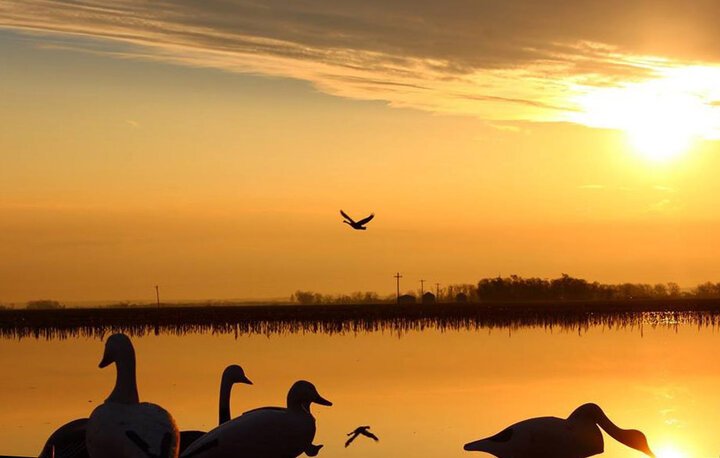 Silhouette of geese on a lake