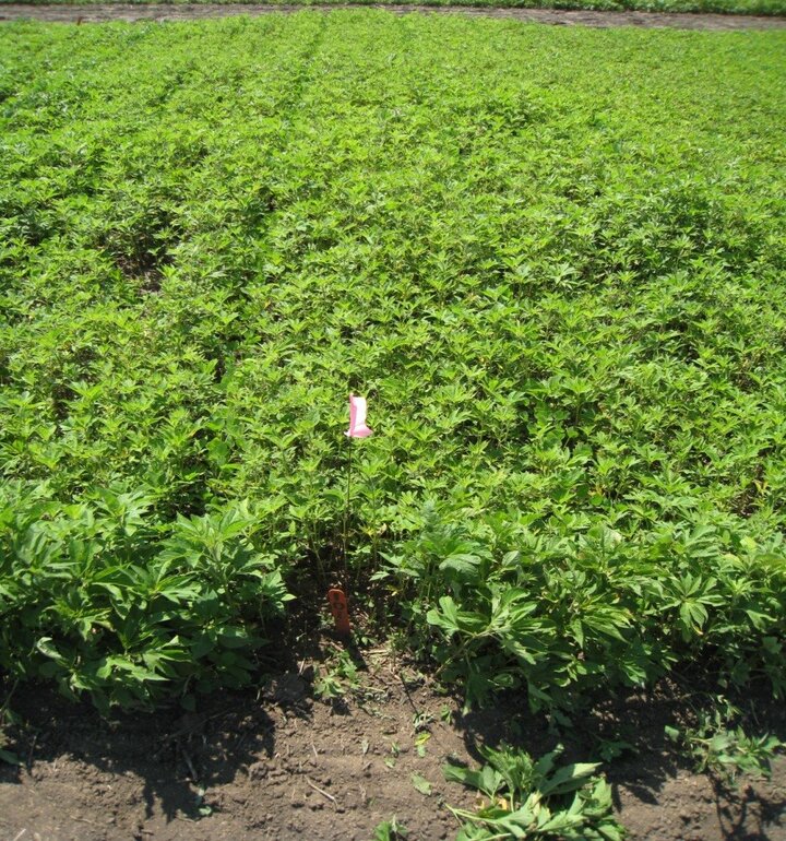 uncontrolled giant ragweed in soybean