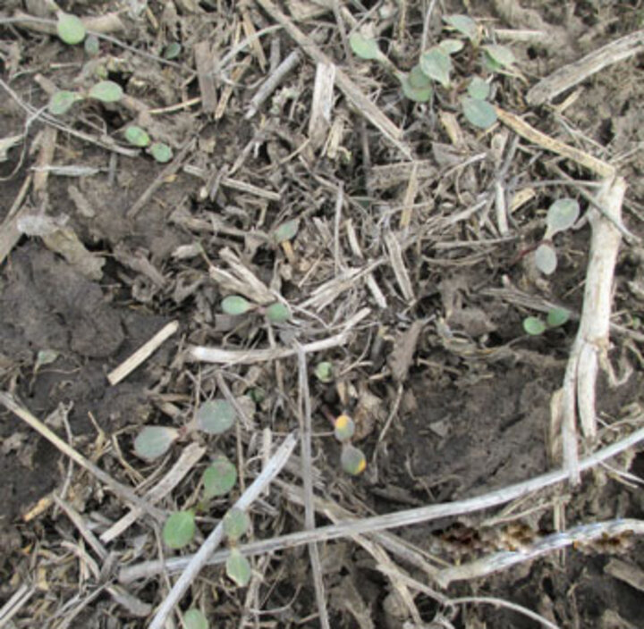 Giant ragweed