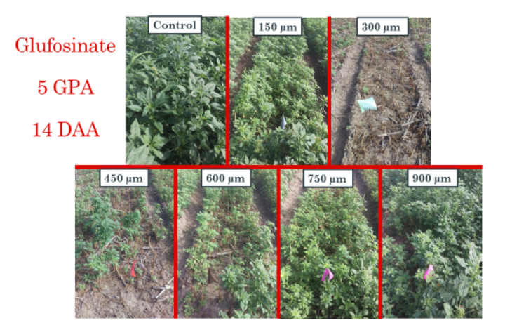 Photos of glusofinate at 7 rates