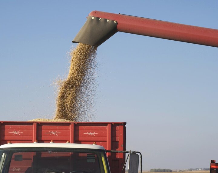 Loading a grain truck