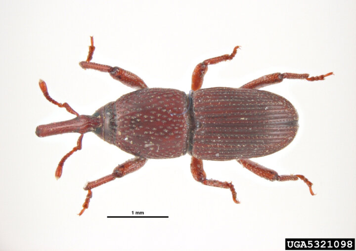 Adult granary weevil photo from bugwood.org