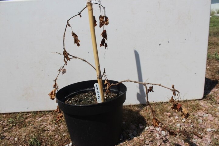 Dicamba injury to grape plant