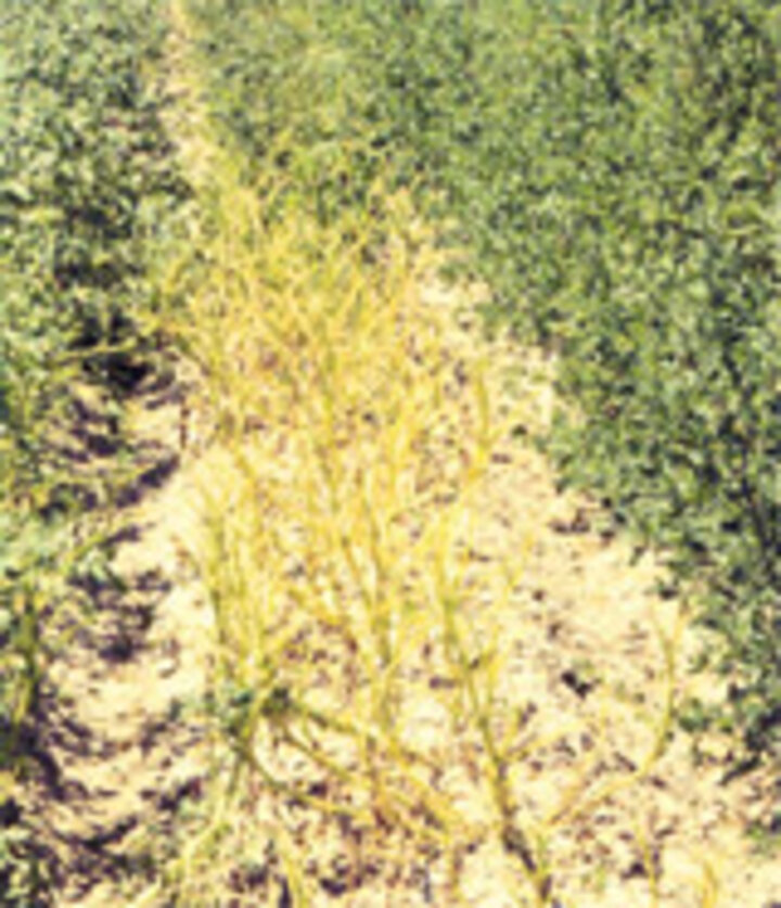 grasshopper defoliation