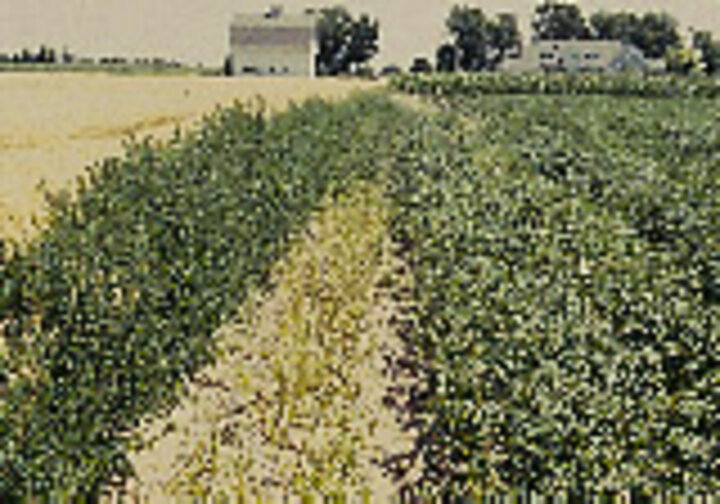 grasshopper defoliation