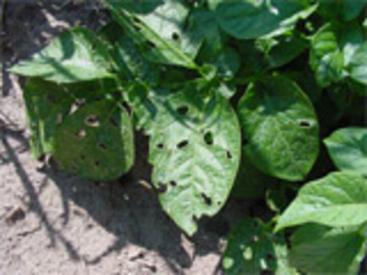 grasshopper leaf holes