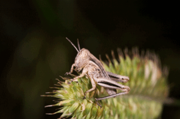 grasshopper on plant leaf