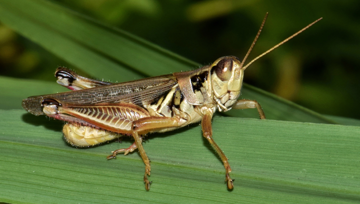 grasshopper on plant leaf