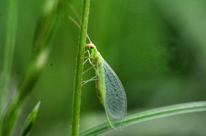 green lacewing on plant