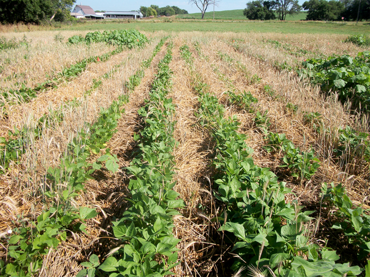 Triticale crimped before planting green beans