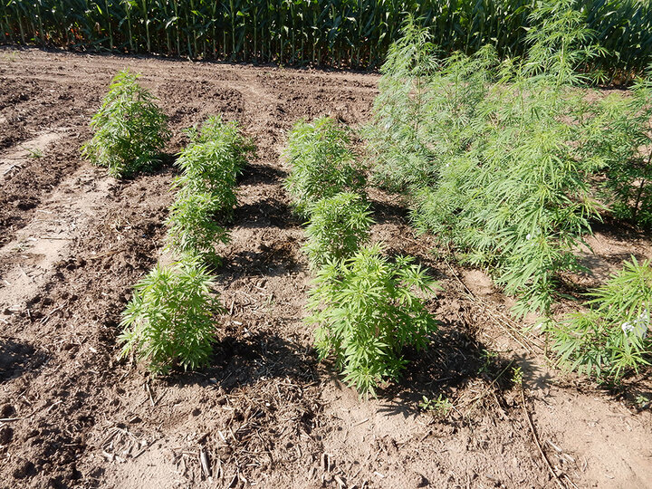 Two varieties of hemp in research plots