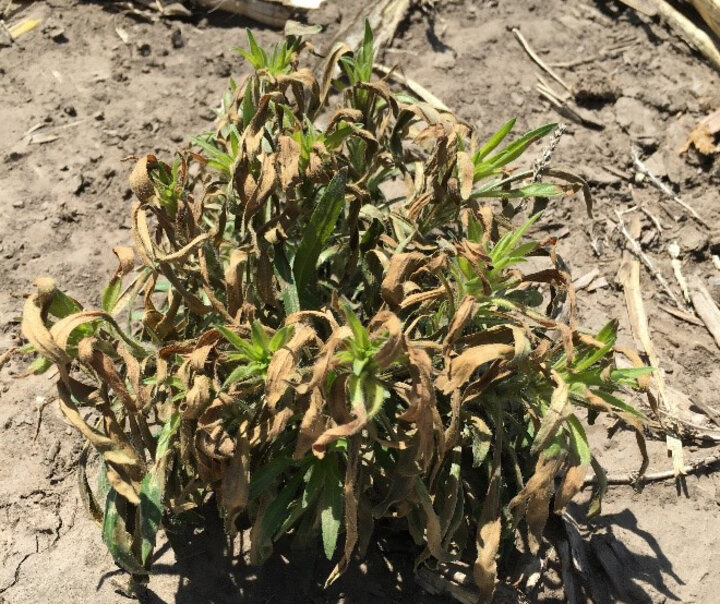 horseweed-post-treatment