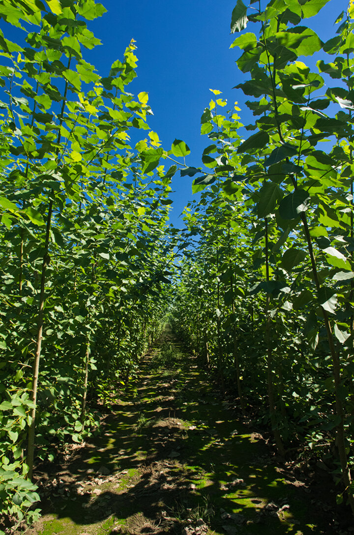 hybrid poplar