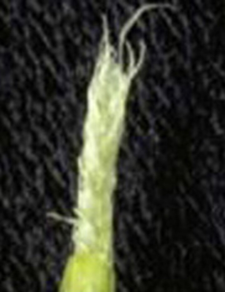 Photo of a yellow and necrotic leaf