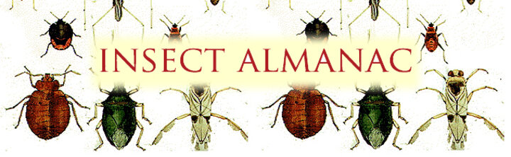 insect almanac cover image