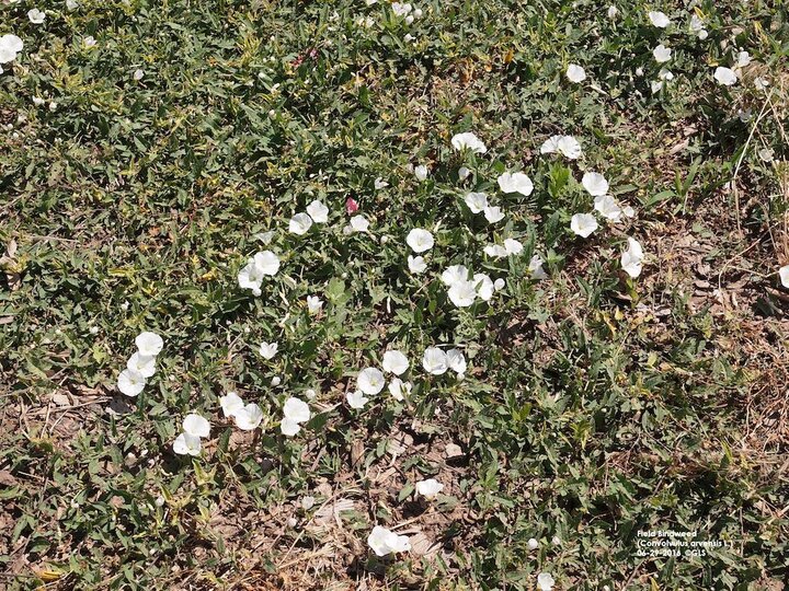 field bindweed