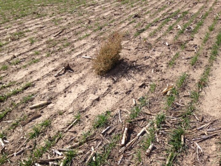 Kochia plant affecting wheat plant population