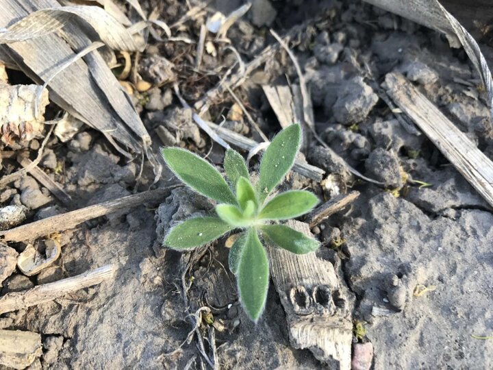 Kochia seedling