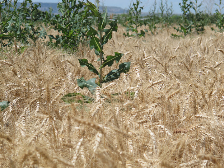 weeds in wheat