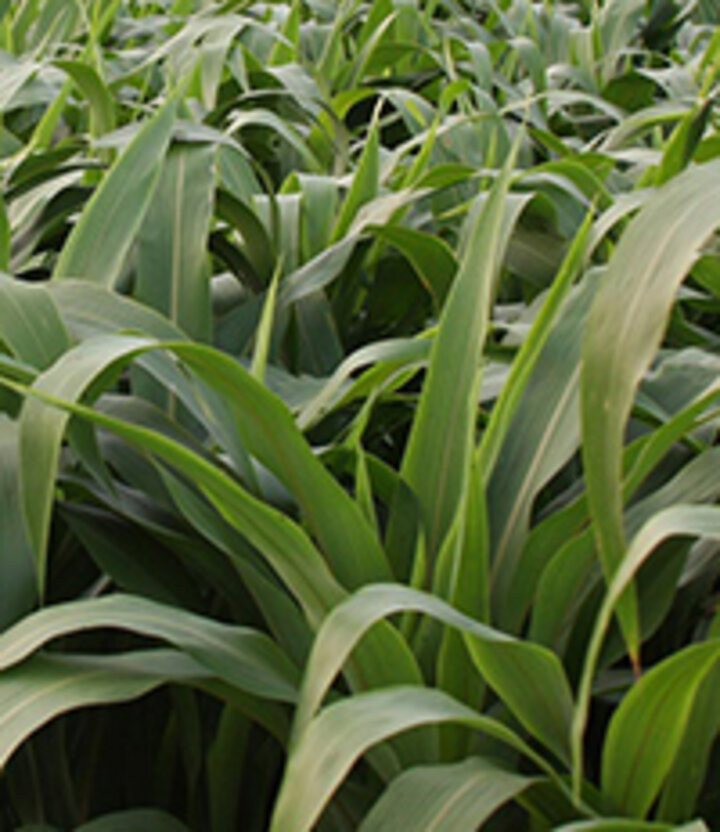 sorghum field