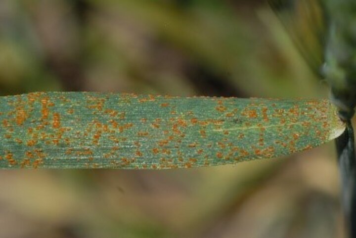 wheat leaf rust