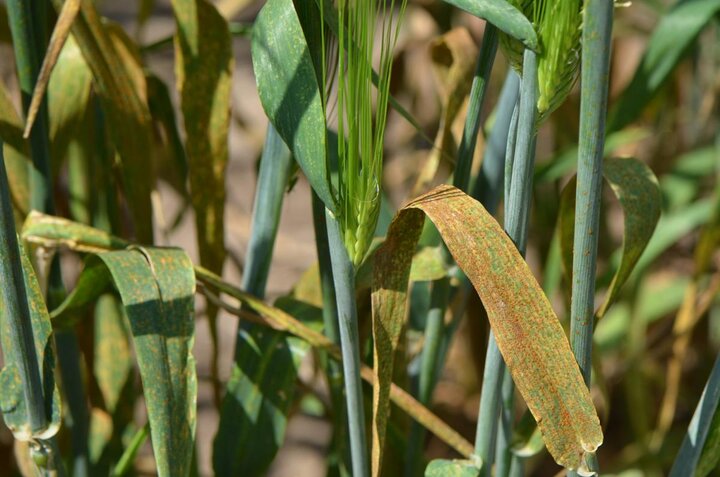 Leaf rust on barley